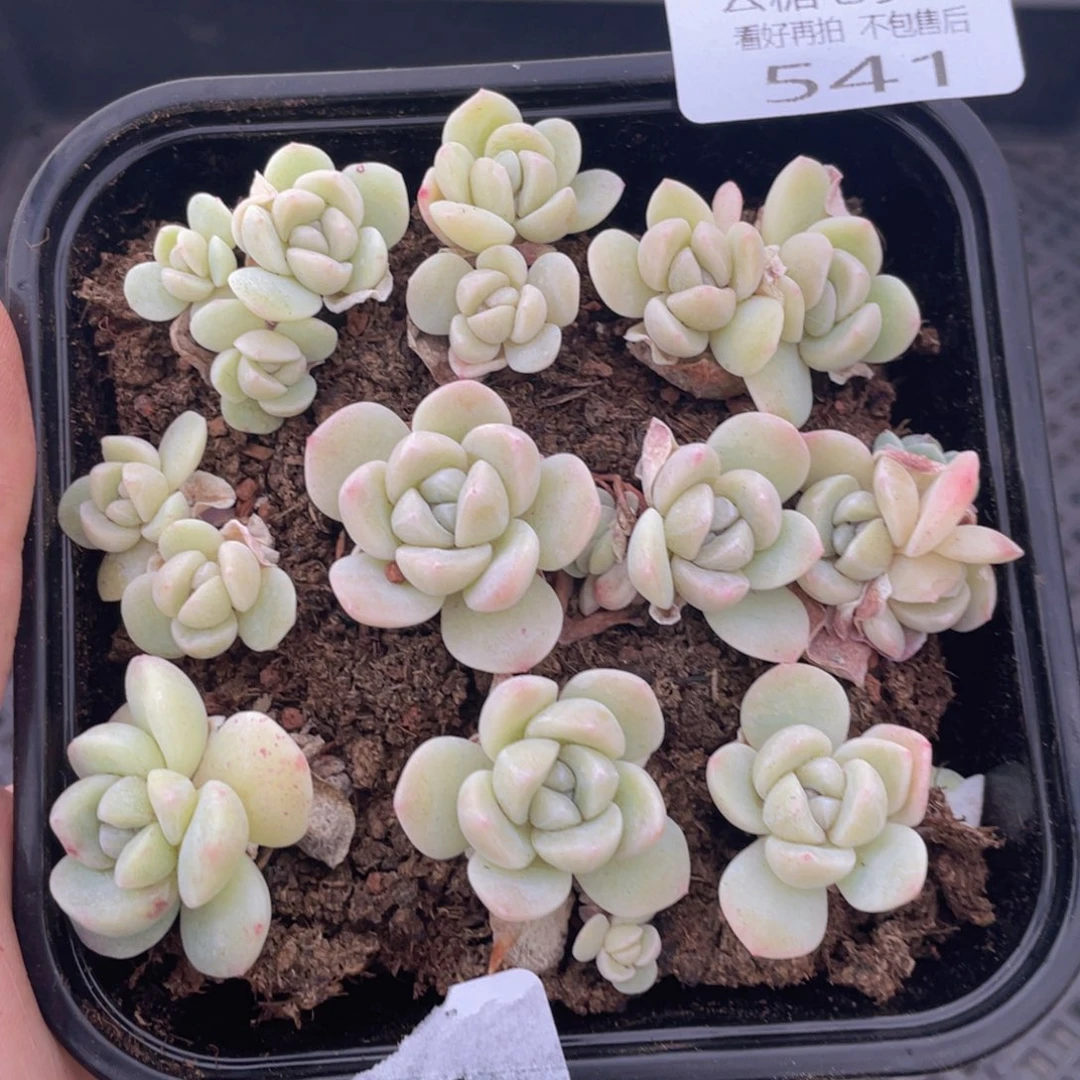 云糖心多肉植物541