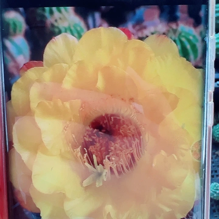 毛花柱黄金酒杯侧芽拍一发二