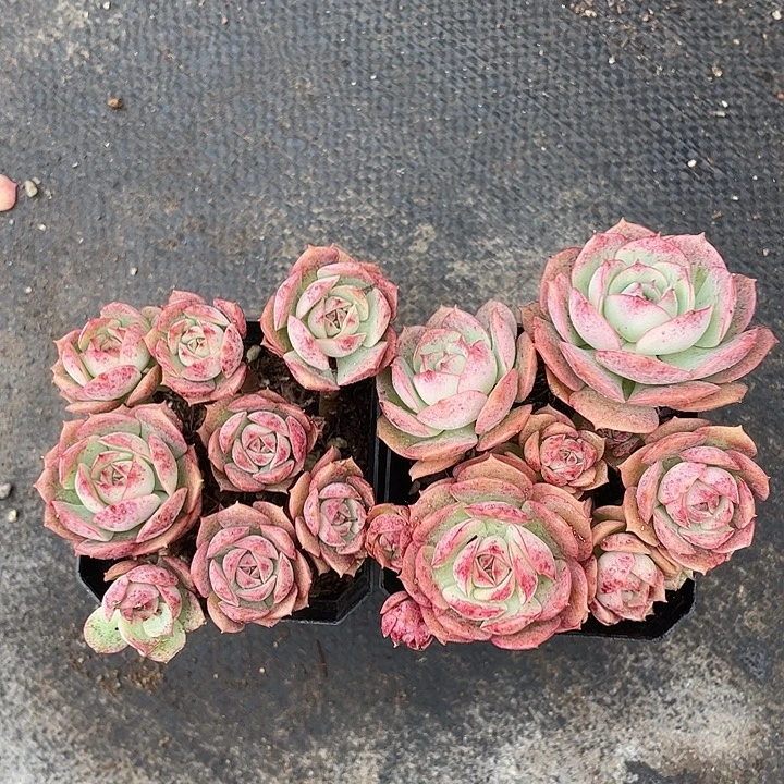 两盆克罗地亚玫瑰小群