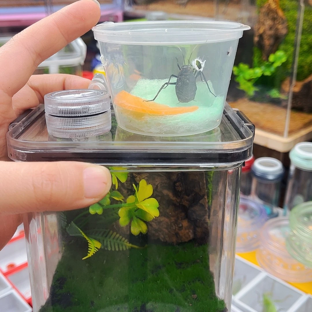 10x10生态箱送两个电报铃