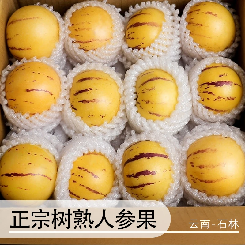 【真 · 树上熟】云南石林人参果树上熟黄肉圆果净重4.5斤坏果包赔