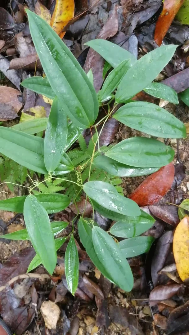农村里的茯苓条果条