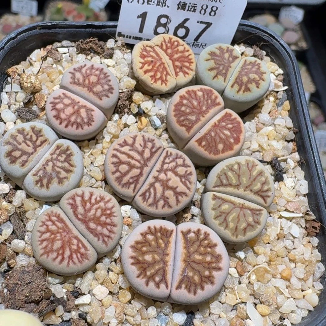 zzzz生石花肉锥1867水墨菊
