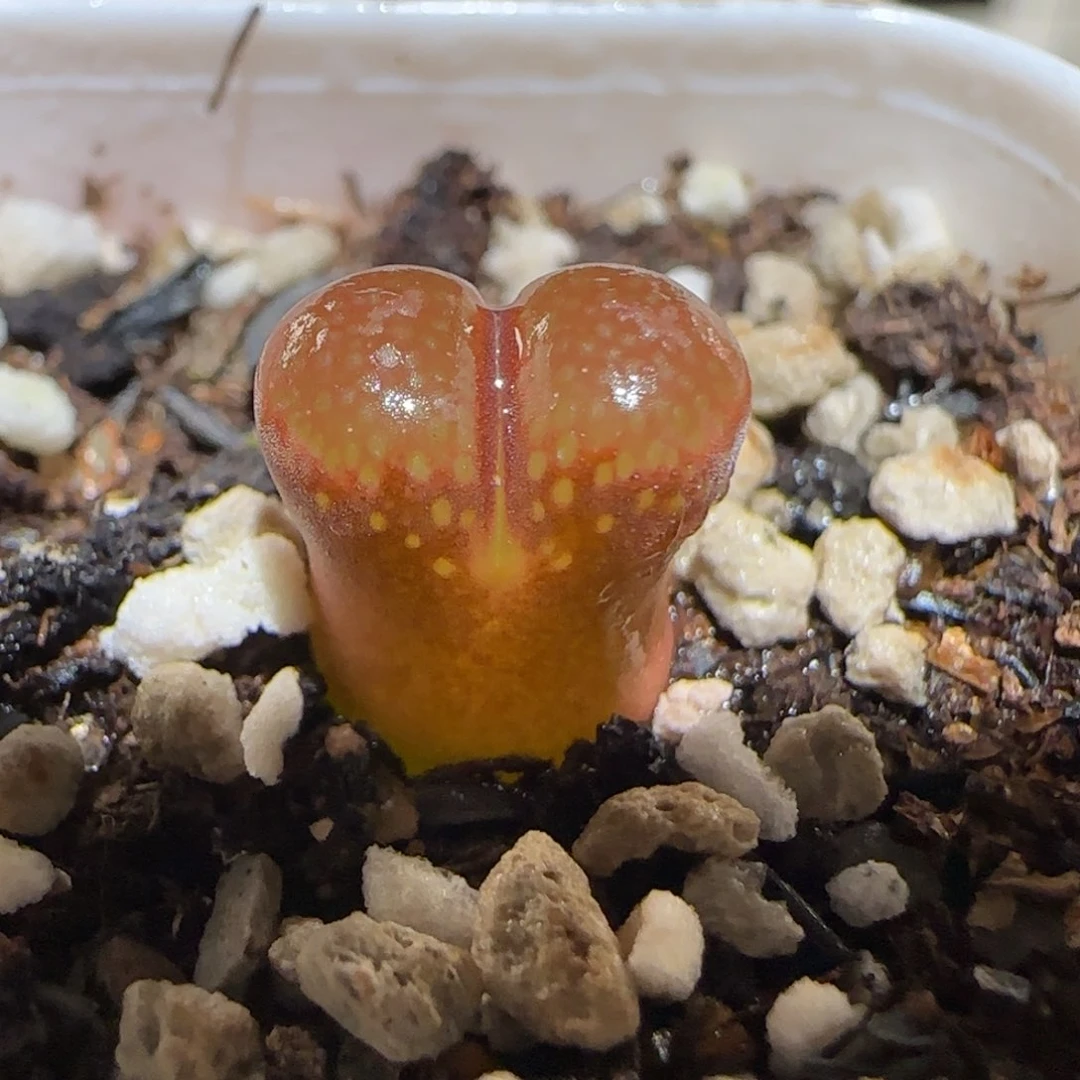 肉锥多肉植物百科-帕法德427