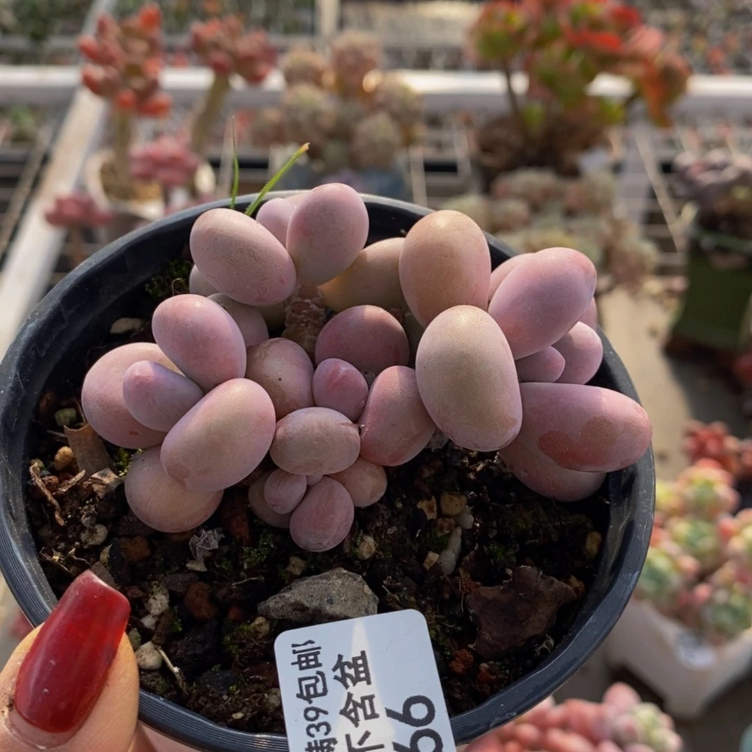 腰子桃蛋266:7c m