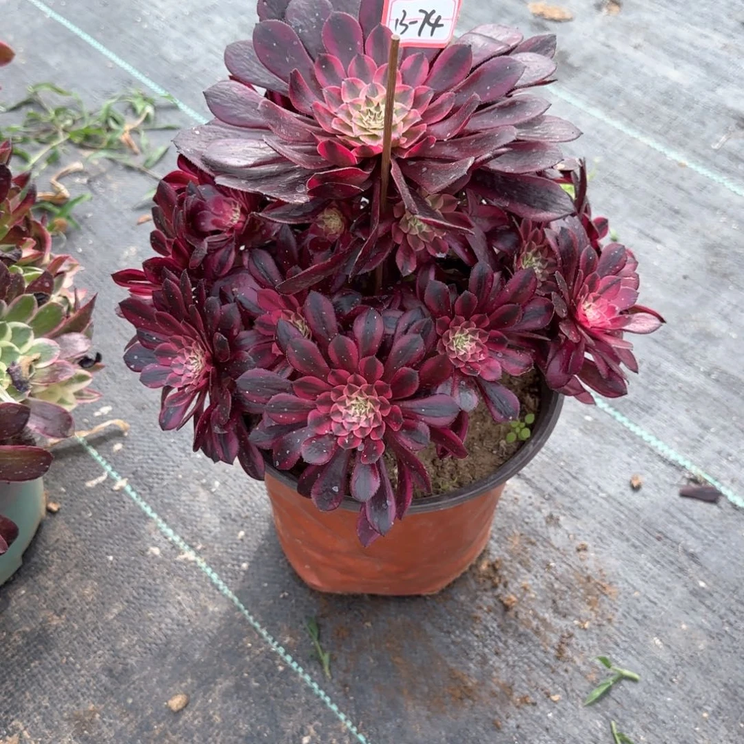 13-74黑铜多肉植物