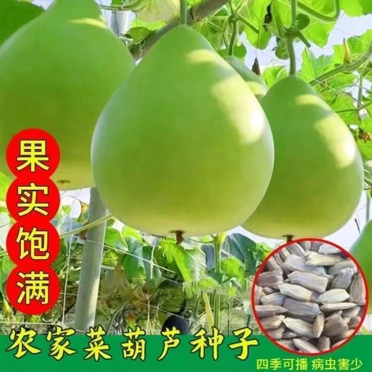 农家菜葫芦种子大瓢葫芦种籽可食用可做瓢室内阳台庭院爬藤四季孑