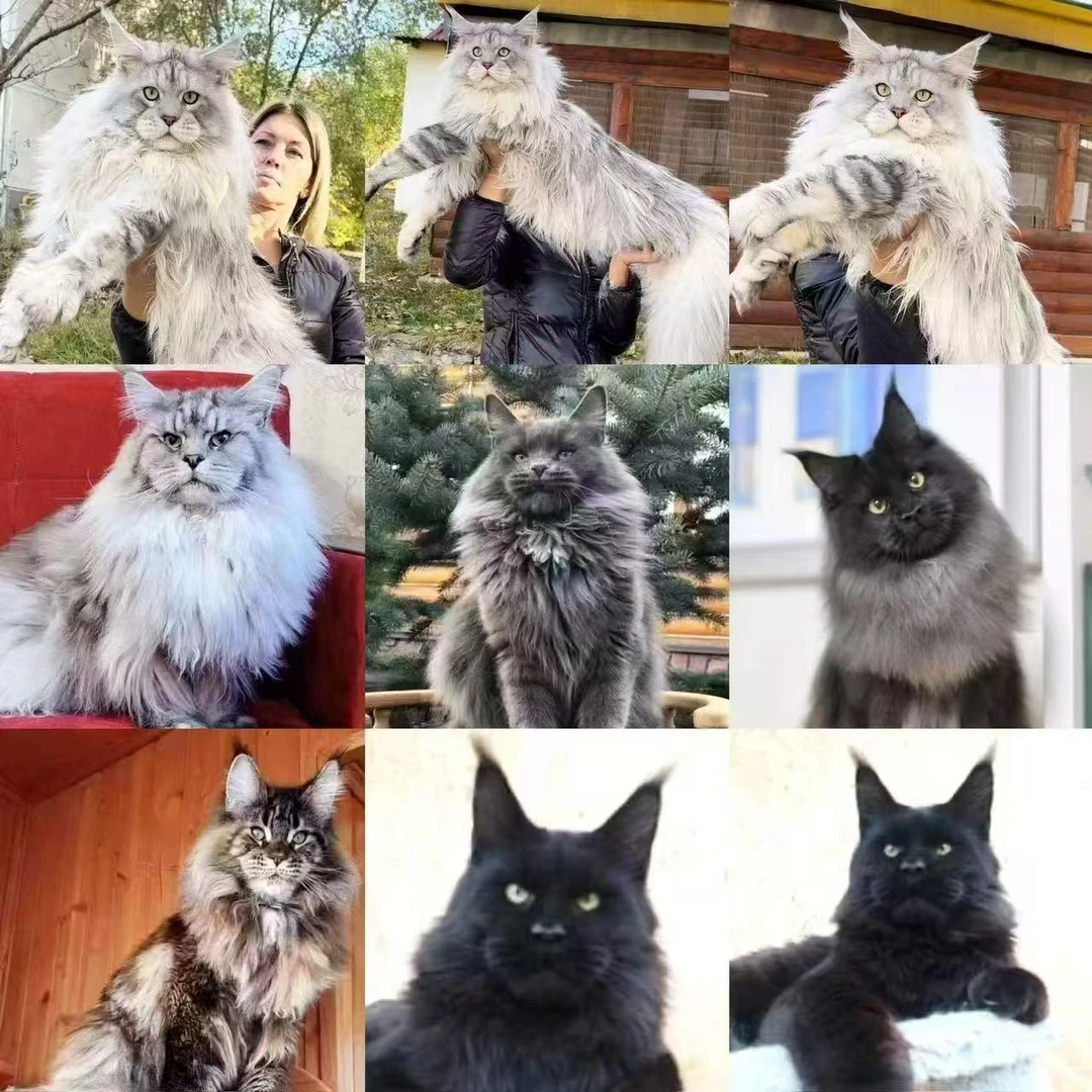 缅因西森活体猫补差价专用100链接