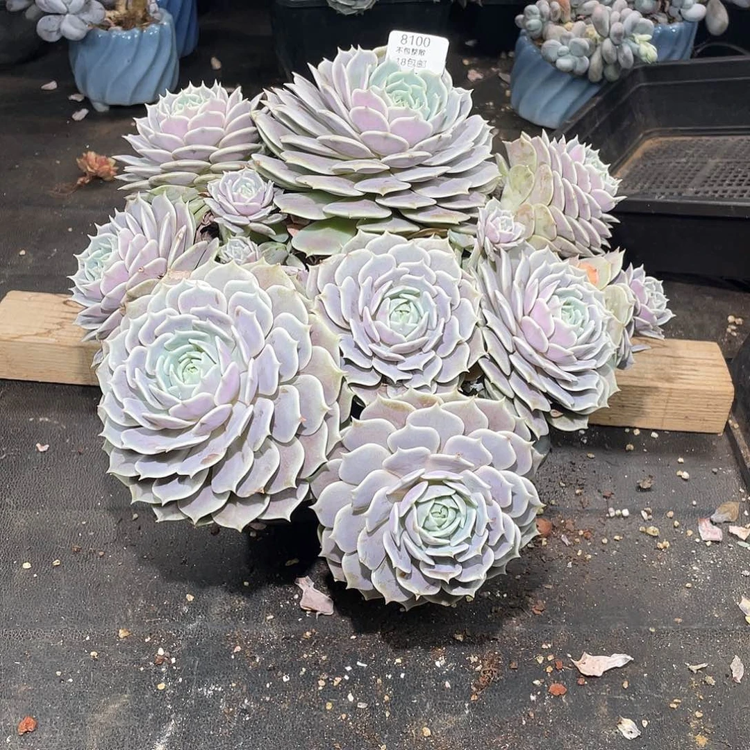 夹****8100。 露娜莲。 不包整