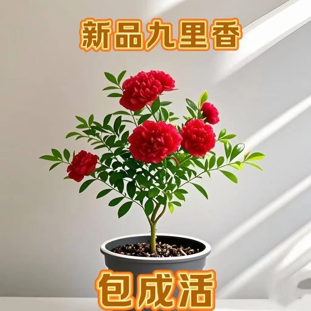 新品花卉大全九里香浓香型水土养千里香花卉室外植物庭院好养驱蚊