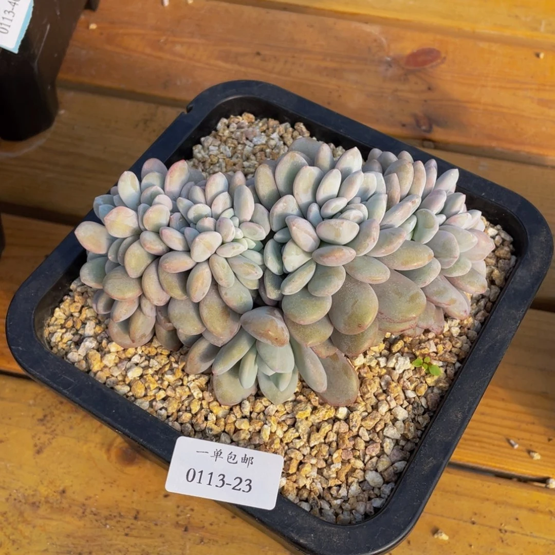 城*0113-23-粉兔缀化-。。。多肉