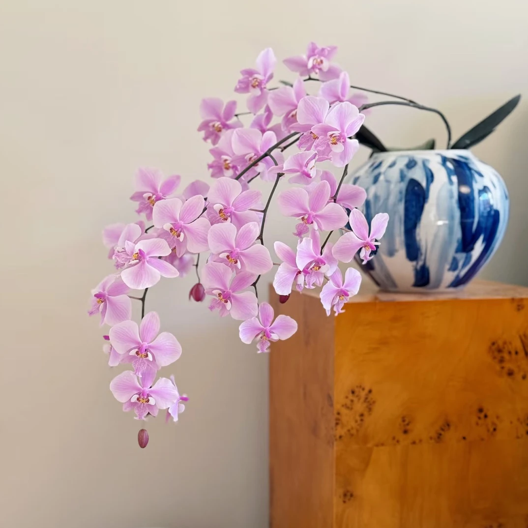 西雷利 405 交swr玫瑰香型 1.7寸宝宝苗