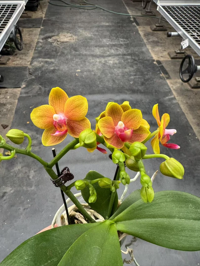 蝴蝶兰【香妃】精品观花盆栽昆明基地直发