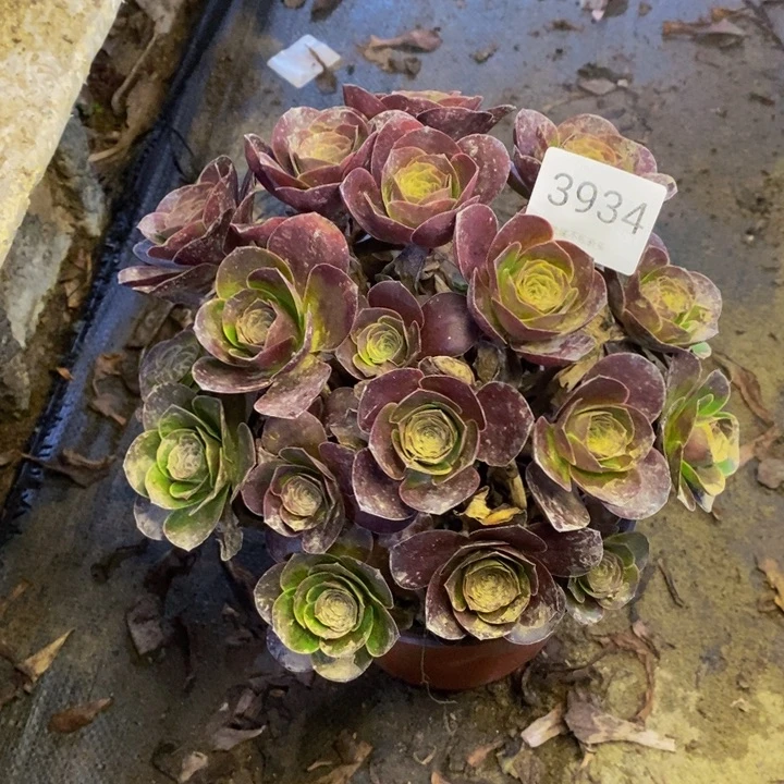 魅金多肉断头不包3934