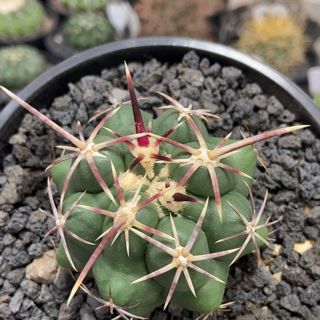 实生大红鹰仙人球