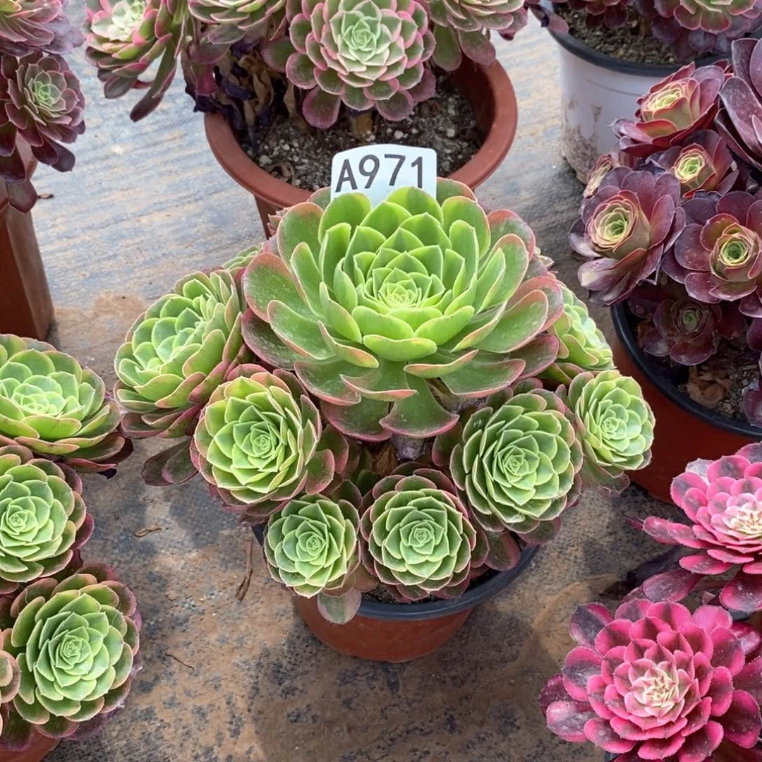 嫩桩奶白锦971多肉法师