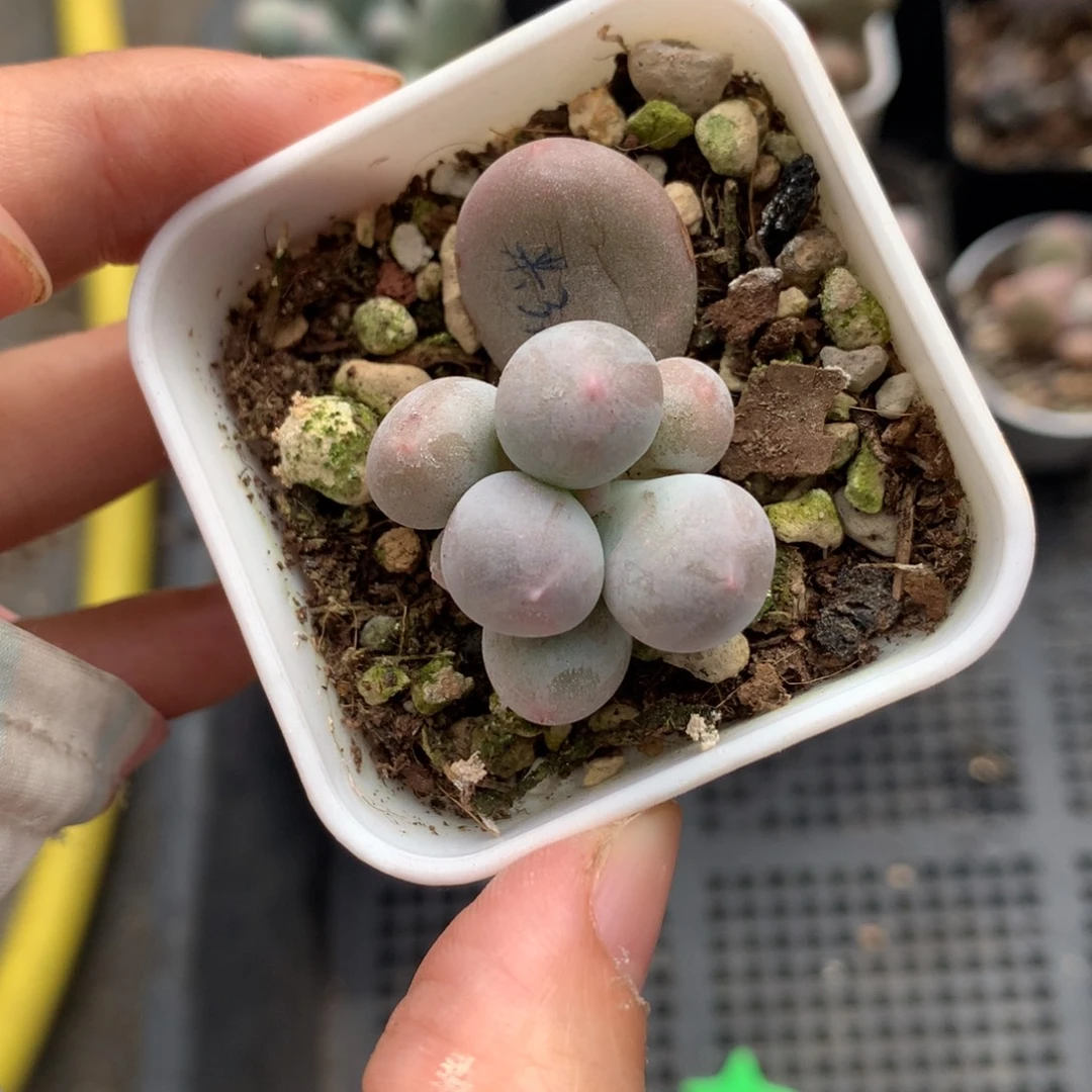 有锦基因米可奶酪多肉