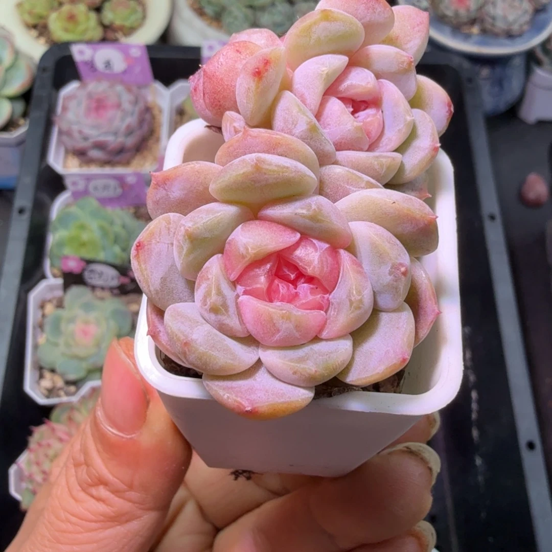 桃花三头群生特价元旦