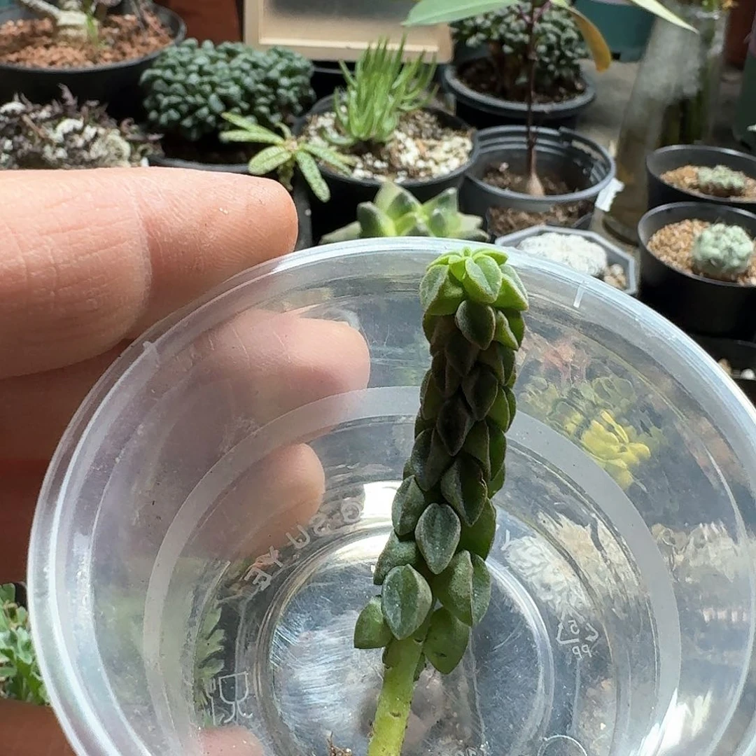 希****粉302象足椒草脱土发货