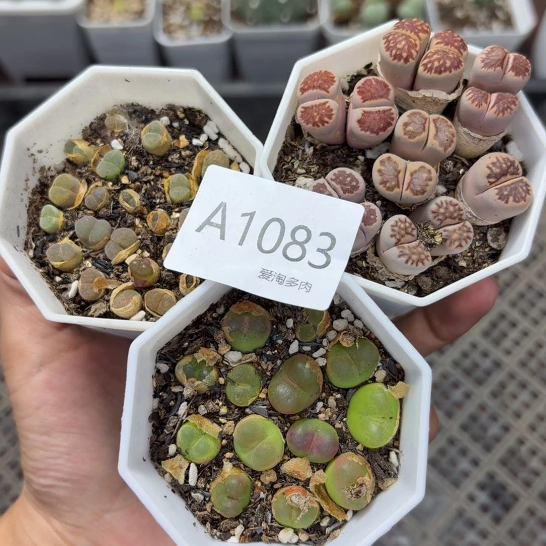 1083 开播福利 生石花和肉锥