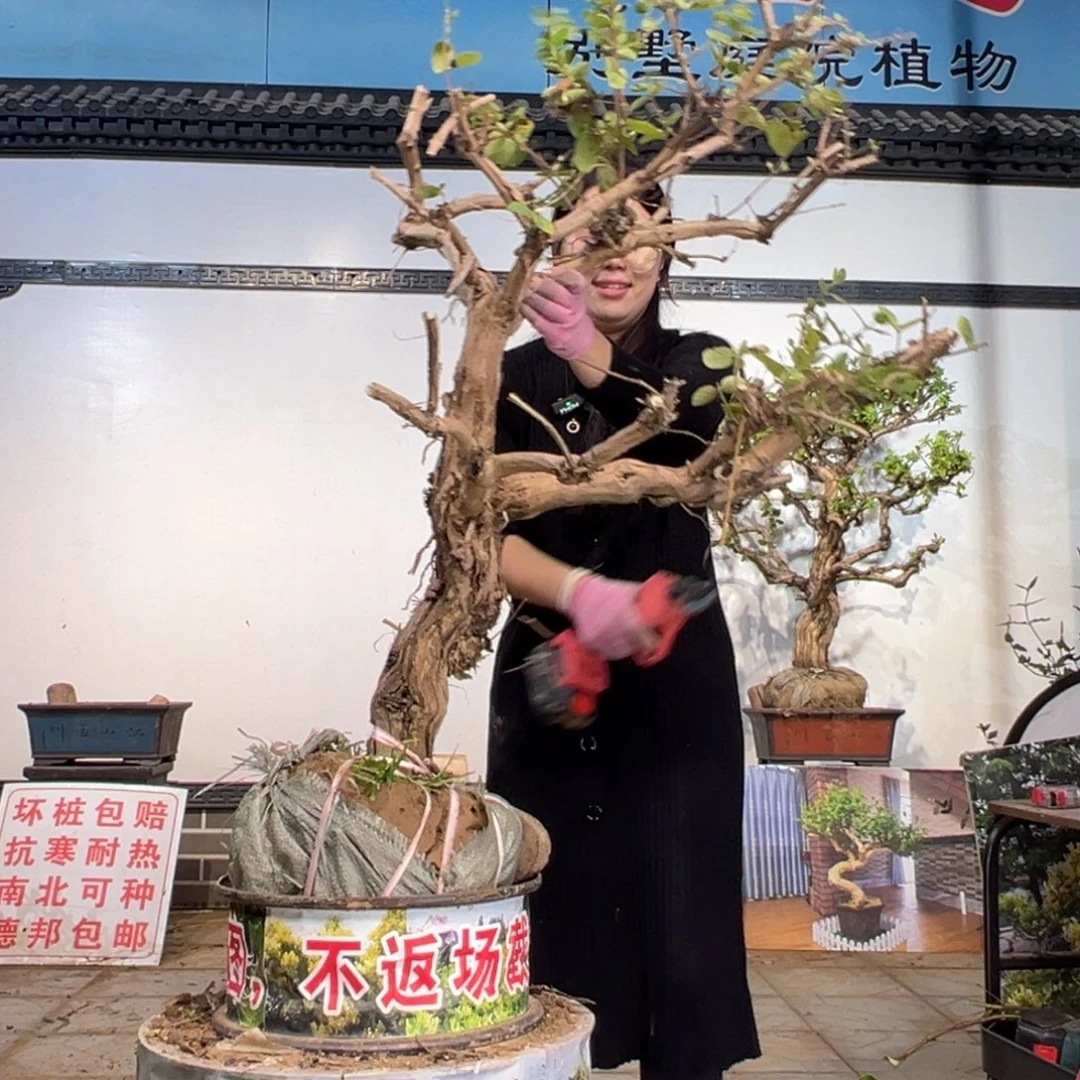 无花朵金银花88888
