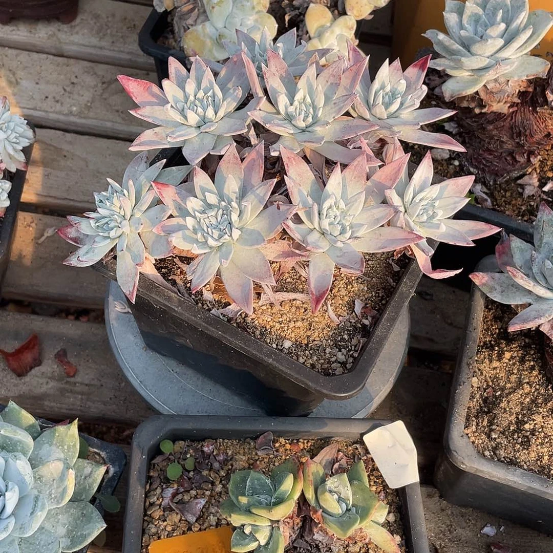 晨溪园艺仙女杯呀