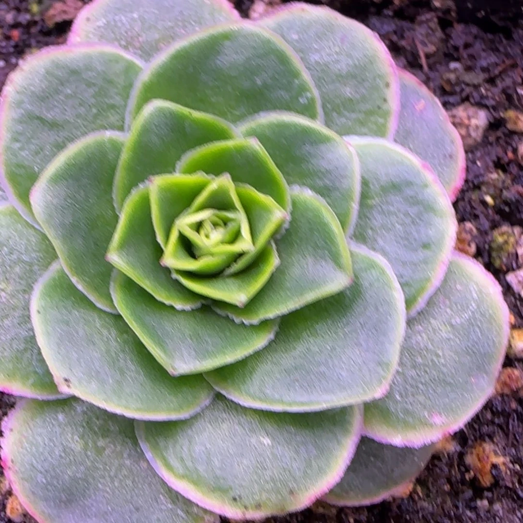 福利蕾丝玫瑰264285585545556558