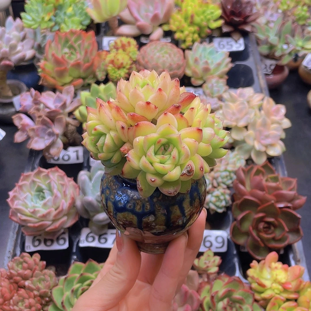 黑***°花钱花钱花钱花钱花钱