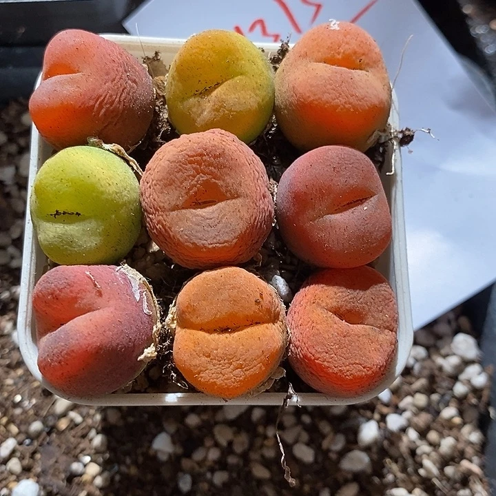 29313。   一组单头。