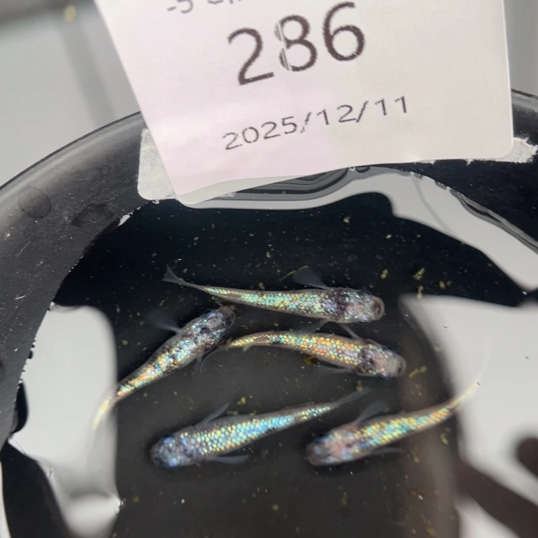 青鳉鱼286月华海王星五尾