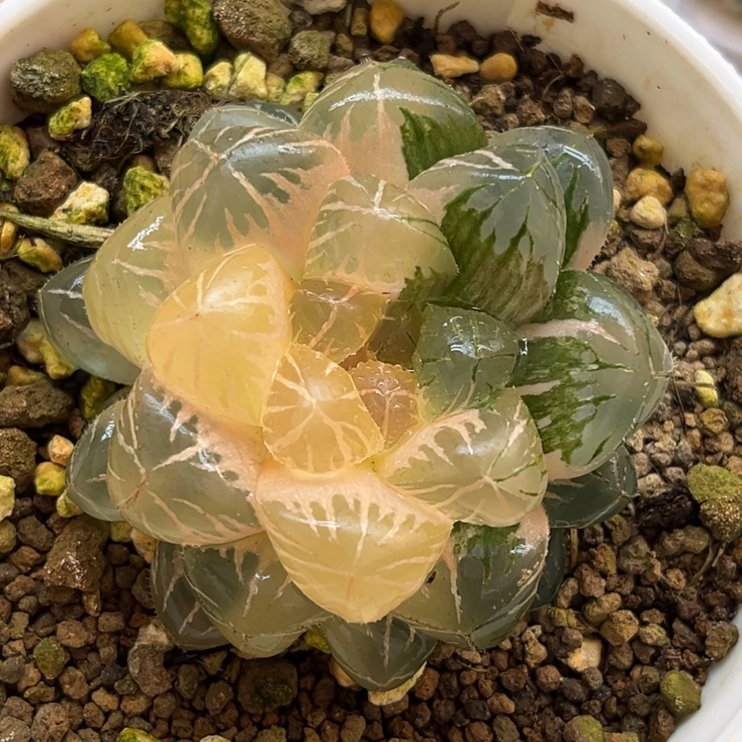 656巨大緋桃玉露锦福利专场