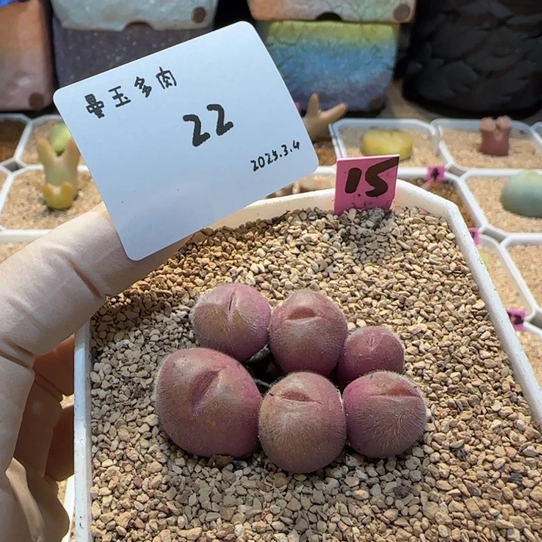 悠**主多肉多肉多肉3.4-022