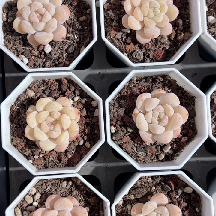 厚梦一颗量拍多肉满20包邮