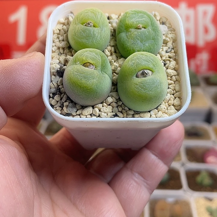 佳人园艺多肉生石花翠光598