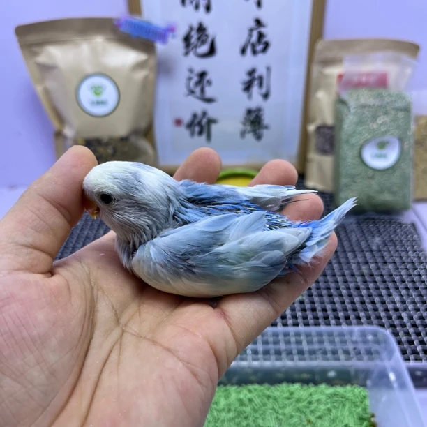 牡丹鹦鹉-特价微咬毛白面金顶莫奈花桃公G05926