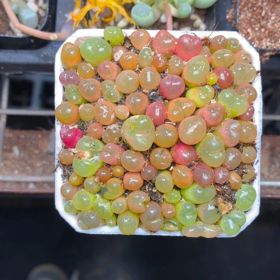 毛汗尼切糕多肉9.9包邮发货