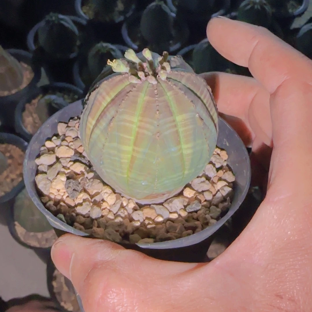 逐*者块根植物块根植物