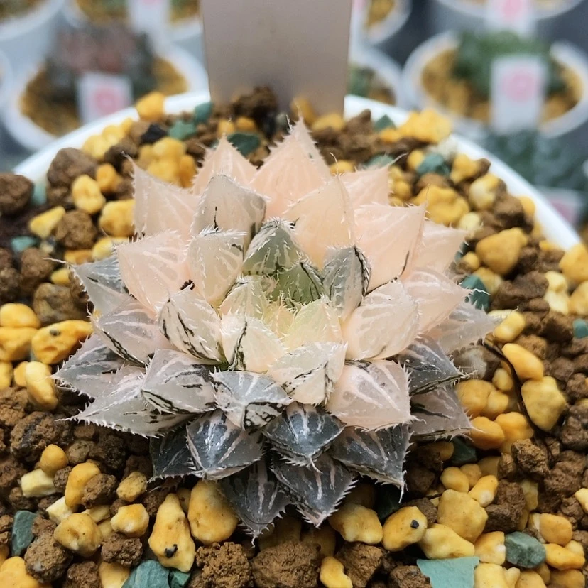 【闪购商品】楼兰58