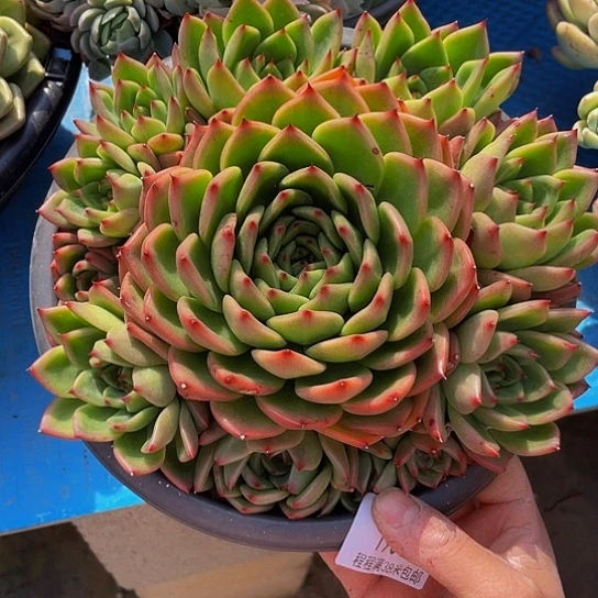 胖*嘟月亮石手捧19019多肉