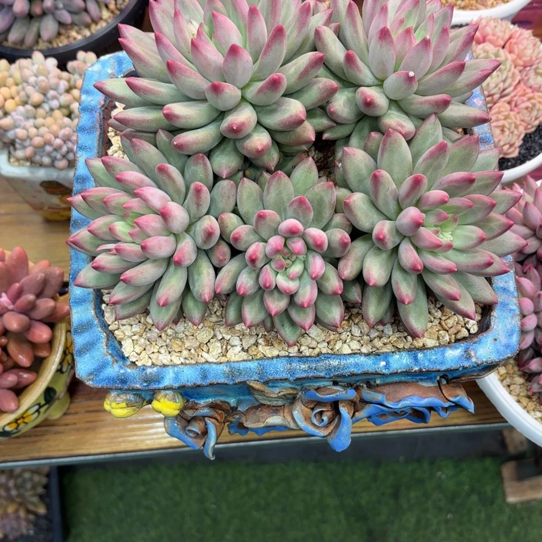 小***岁绿体虞美人，多肉植物