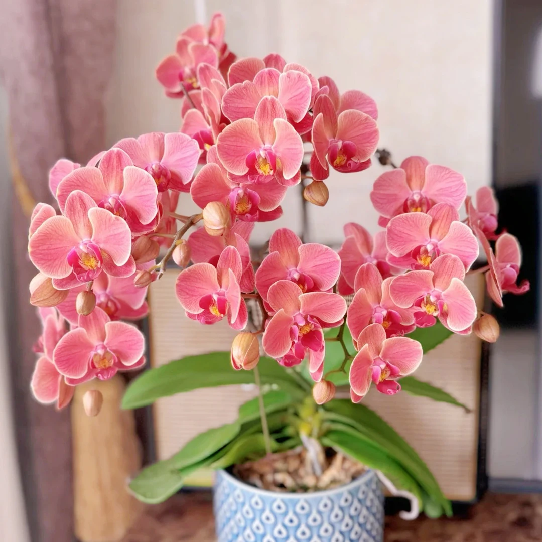 花花喜大王蝴蝶兰纳博纳3.0寸杯根好苗壮叶子油绿【无花无梗】