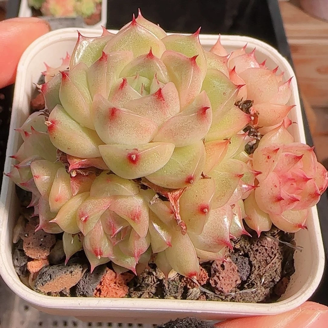 多肉一物一拍1027--194包子优选麦秆群