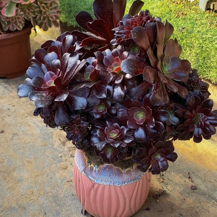 欧紫缀化多肉多肉1颗