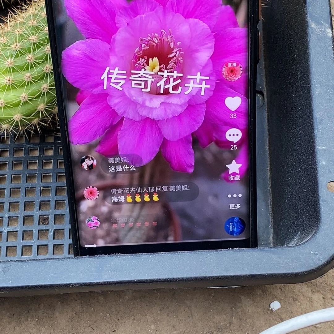 金妞海姆侧芽歪20包邮/10公分