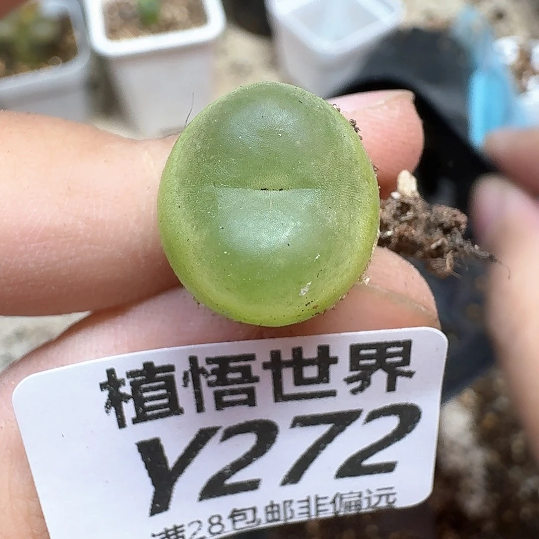 多肉植物的嘴法gbb