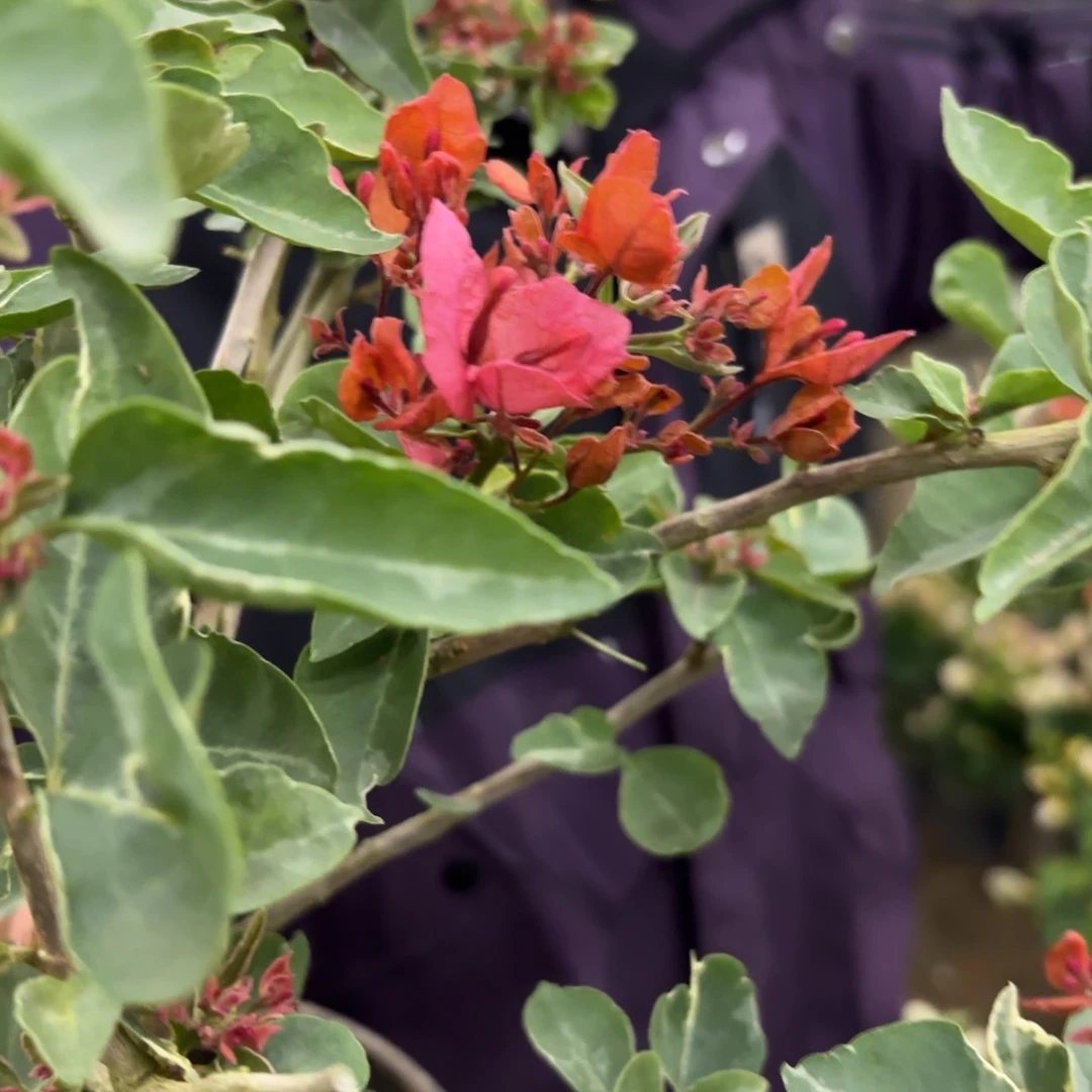 全部花苞（尼罗河女神）三角梅会落花落叶会光杆苗有大有小