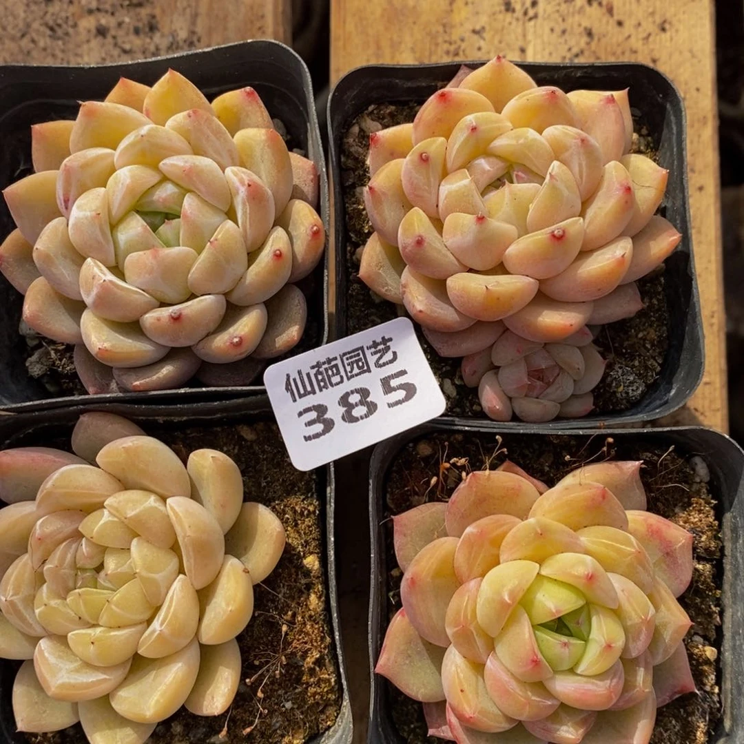 385地区上调最低限度的