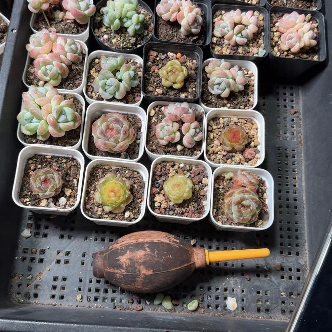土豆糖心混合50颗