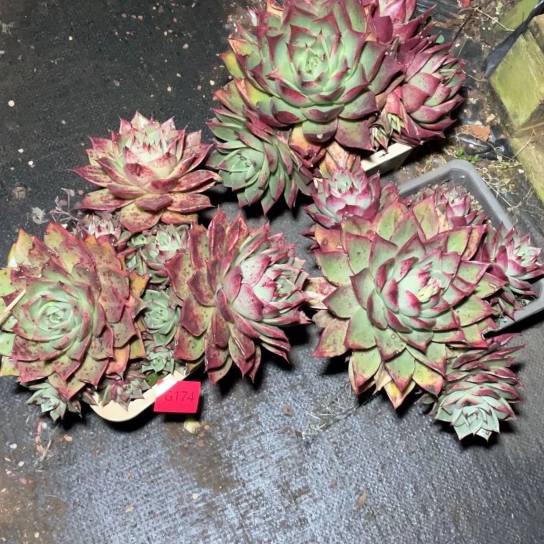 用***3多肉植物多肉植物174