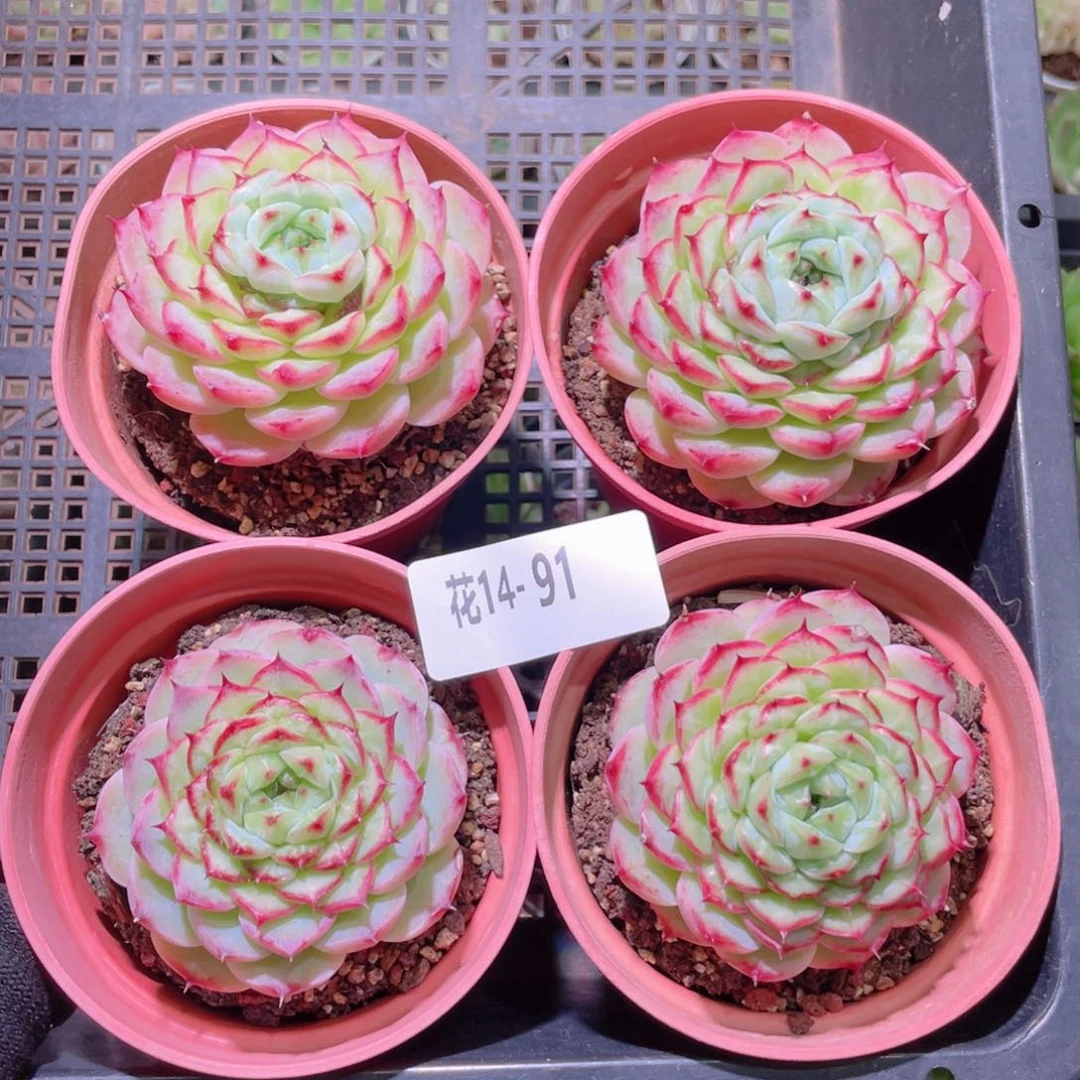 三***牛花利美14-91薄荷冰沙4颗